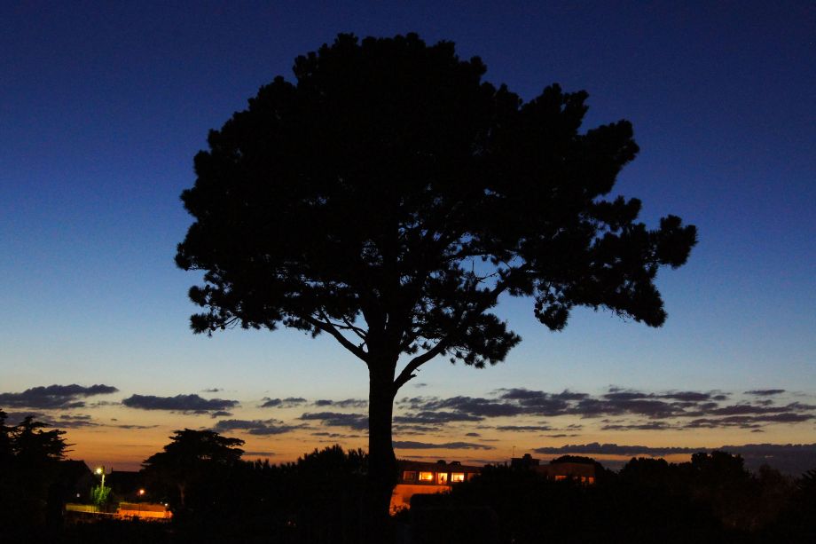 Baum Sonnenuntergang